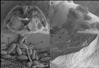 infection of the aedes aegypti mosquito larvae